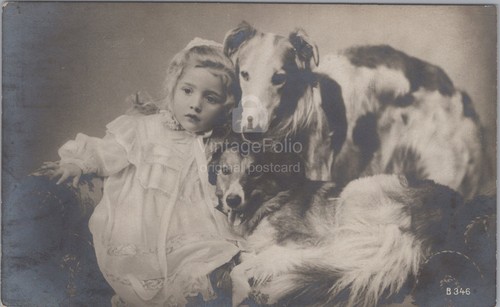 Borzoi russian wolfhound - borzoi,
