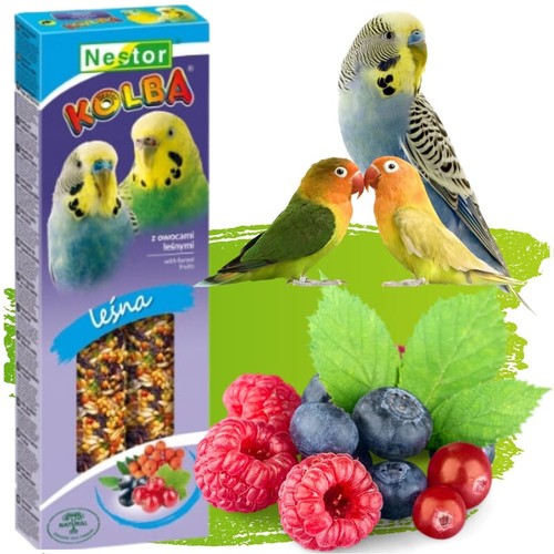 Parakeets sticks forest - sticks,