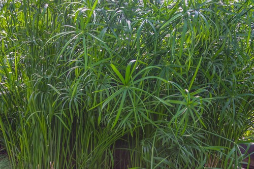 Dwarf umbrella palm tropical - umbrella,