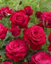 Rose Plants,Bushes,Shrubs Bare
