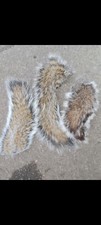 5  X Squirrel Tails Fly Tying