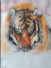 Siberian Tiger in Snow