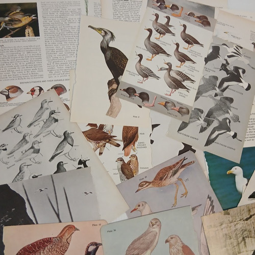 Vintage bird book pages - bird,