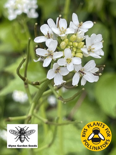 Garlic mustard native - mustard, tall