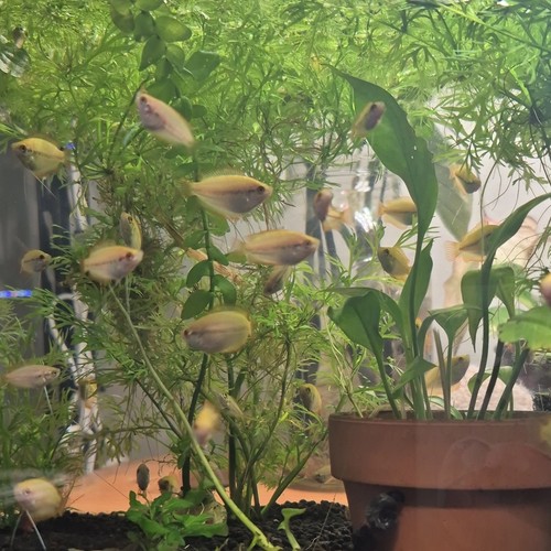 Live dwarf honey gourami - dwarf,