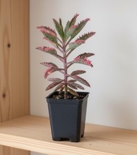 Kalanchoe Daigremontia 'Pink