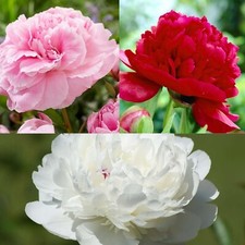 Peony Plant in 12cm Pot - Fragrant Hardy Summer Flowering Garden Ready Perennial