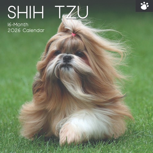 Shi tzu dog - , "12