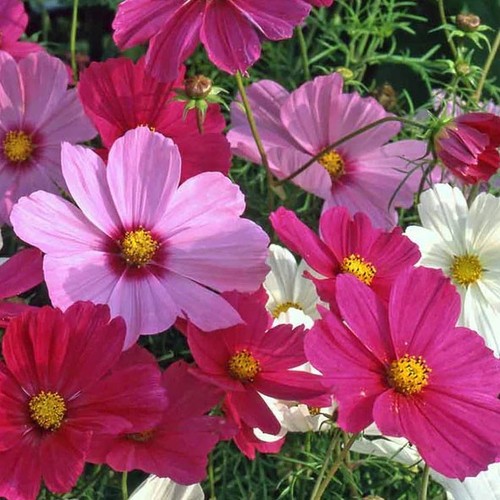 Cosmos flower large - cosmos, plug