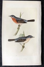 Bree 1859 Hand Col Bird Print. Sub Alpine Warbler