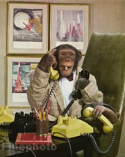 1959 monkey humor - 1959,
