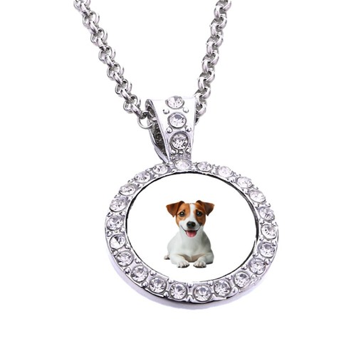 Jack russell dog pet - dog, silver