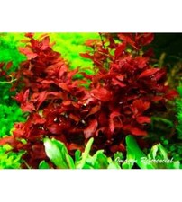 Ludwigia diamond red tropical - ludwigia,
