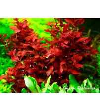 LUDWIGIA DIAMOND RED TROPICAL