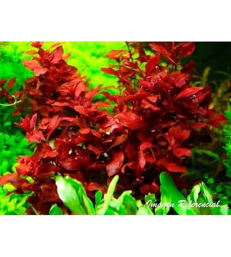 Ludwigia diamond red tropical - diamond,