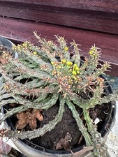 Euphorbia flanaganii Medusa