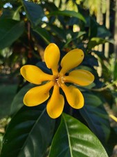 Golden Gardenia - Gardenia sootepensis - 5+ seeds - Semillas - Graines - W 111