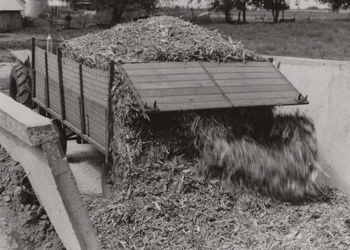 1950s 8x10 forage - forage, wagon