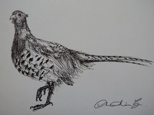 Original small black pen & ink line sketch drawing of a Pheasant