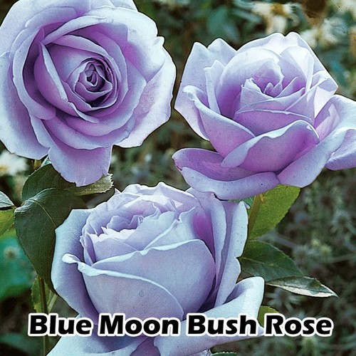 Fragrant climbing bush rose - fragrant,
