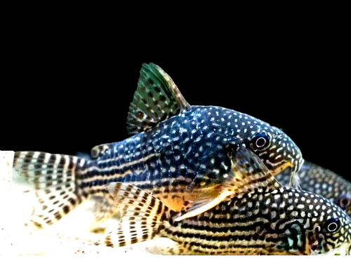 Sterbai corydoras catfish - sterbai,