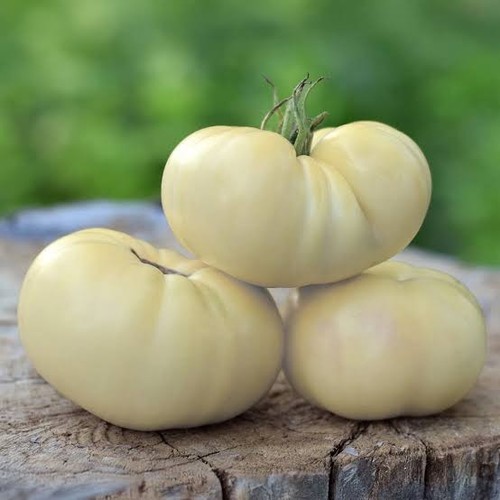 Tomato white beauty - tomato, ‘white