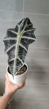 Alocasia Elephant Ear African Mask Curly Bambino Happy Maturing Plant Easy Care 