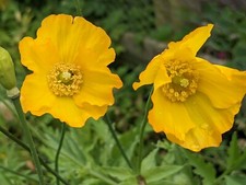 Welsh Poppy - Meconopsis