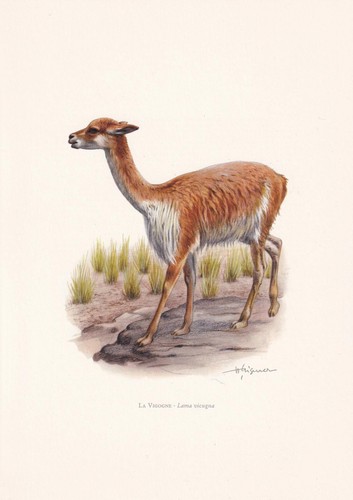 1960 vicuna print - 1960,