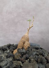 SUCH BEAUTY!!! - Cyphostemma