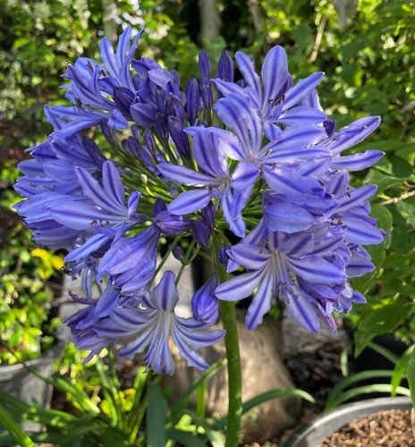 Agapanthus african blue plant - agapanthus,