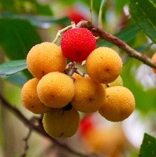 Arbutus unedo 15-20cm |