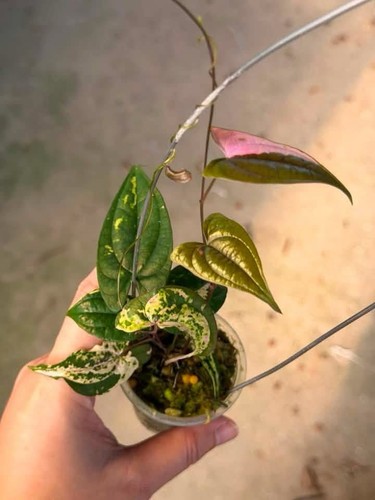 Rare dioscorea grammar ray - rare,