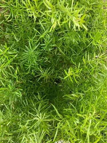Four outdoor succulent plants - outdoor,