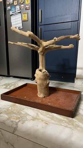 Natural java wood parrot mini - java,