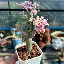 8cm succulent cactus plant - 8cm,