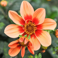 Dahlia 'Bishops Children' Seeds