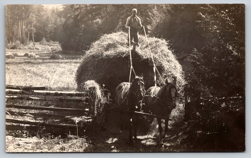 Manitoba farm hay horse - manitoba,
