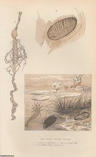 THE GREAT WATER-BEETLE (DYTICUS MARGINALIS). AN ORIGINAL UNCOMMON ARTICLE FROM T