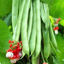 Suttons Stringless Runner Bean Veg Seeds Super Tri Mix, Approx 40 Seeds per Pack
