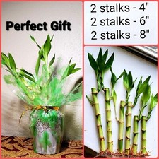 6 Lucky Bamboo 4"6"8" FREE