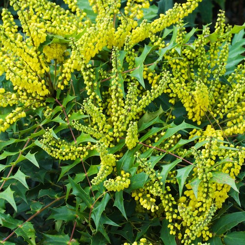 Mahonia winter sun plant - mahonia,