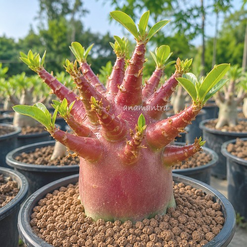 Ruddy queen adenium obesum - adenium,