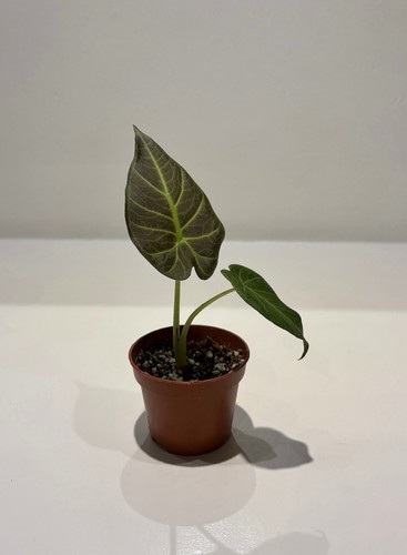 Alocasia regal shield juvenile - alocasia,
