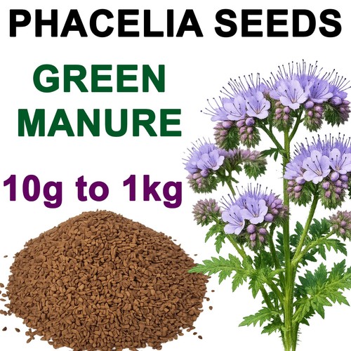 Green manure seed phacelia - manure,