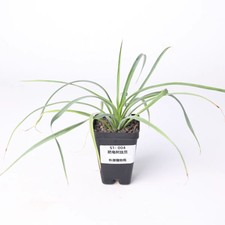 Sale Yucca elata  Random Boutique Garden Rare