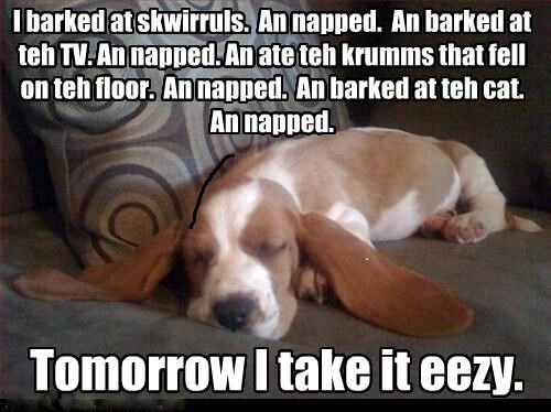 Funny basset hound - funny,