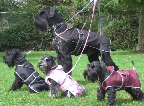 Waterproof dog coat jacket - /,