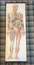 Vintage MEDICAL ANATOMICAL Wall Chart ST JOHN'S AMBULANCE c1930s