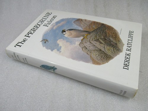 The peregrine falcon - the, derek